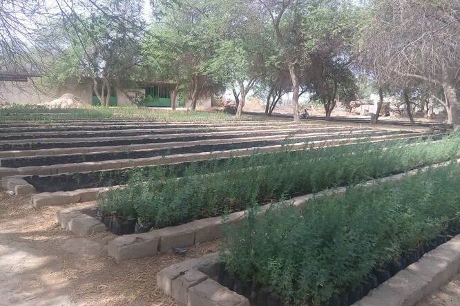 تولید 5 میلیون اصله نهال برای درختکاری در غرب مازندران