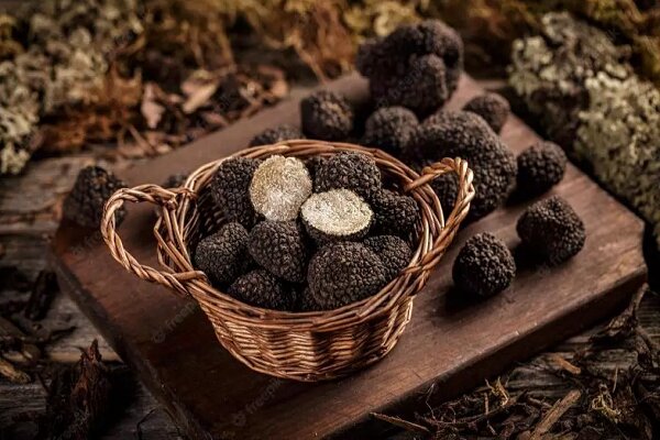 قاچاق 450 کیلوگرم قارچ ترافل جنگلی به ارزش 31 میلیارد