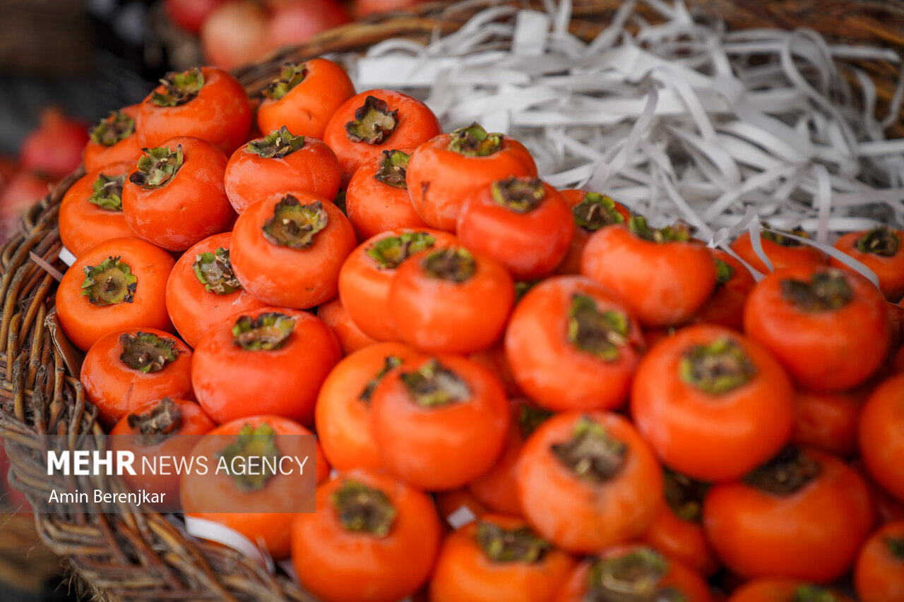 آغاز برداشت خرمالو در 25 هکتار از باغات املش