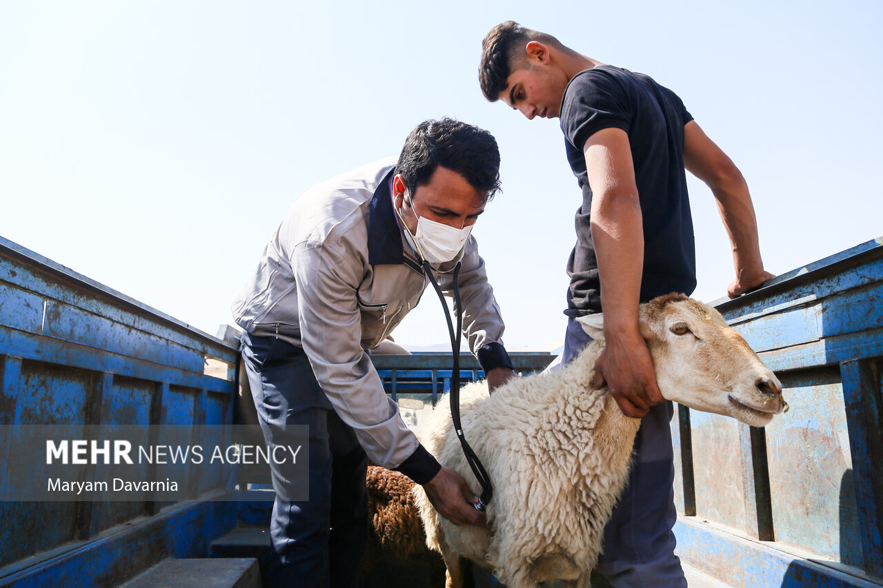 رزمایش دامپزشکی در 60 روستای مازندران اجرا شد