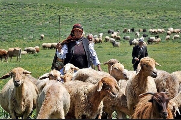 کوچ پاییزه 450 خانوار دامدار شفتی به مناطق قشلاقی آغاز شد