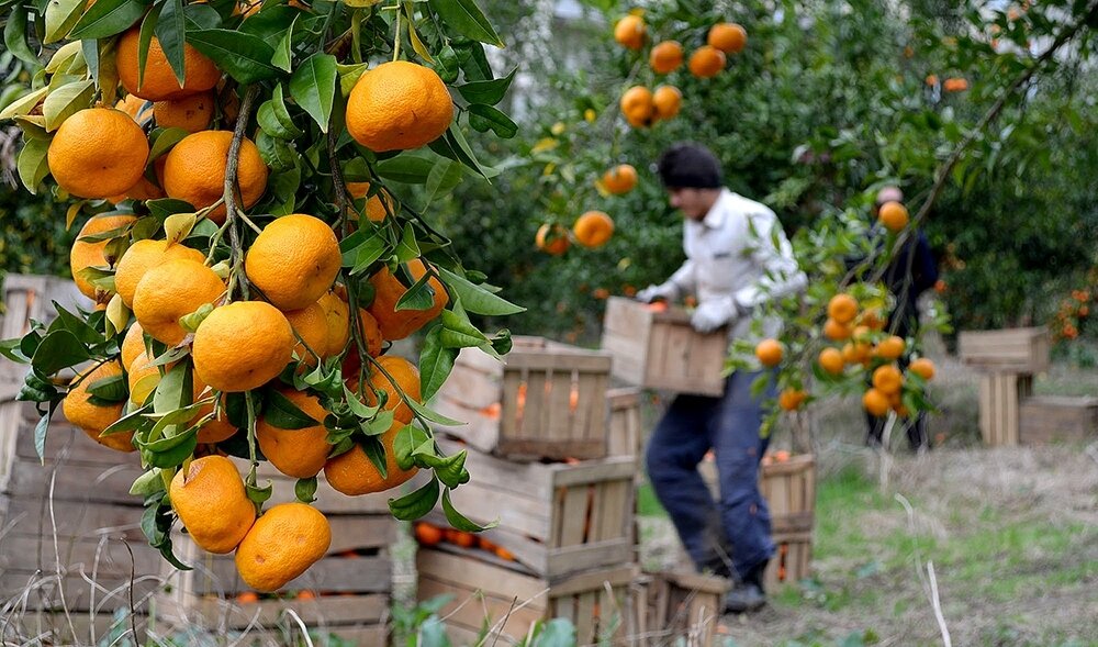 ارسال 30 کانتینر نارنگی به روسیه/ چین مشتری مرکبات مازندران