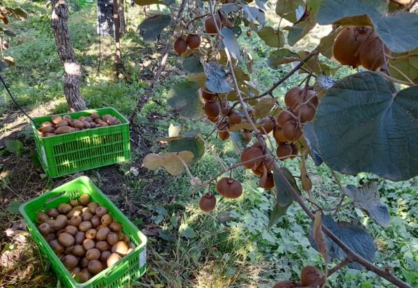 آغاز برداشت کیوی در 45 هکتار از باغات شفت