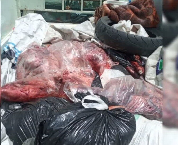 700 کیلوگرم گوشت خوک در سوادکوه کشف شد