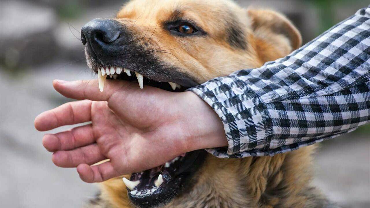 130 نفر در مازندران براثر سک‌گرفتگی مصدوم شدند