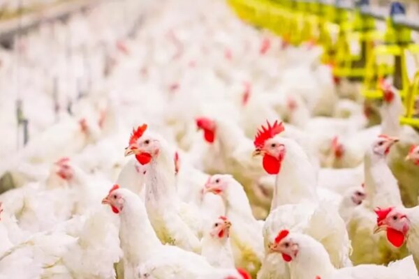 270 مرغداری بدون پروانه و زیرپله ای در مازندران فعال است