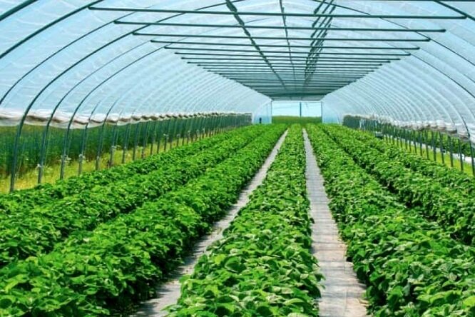 سطح گلخانه های ساری به 40 هکتار رسید