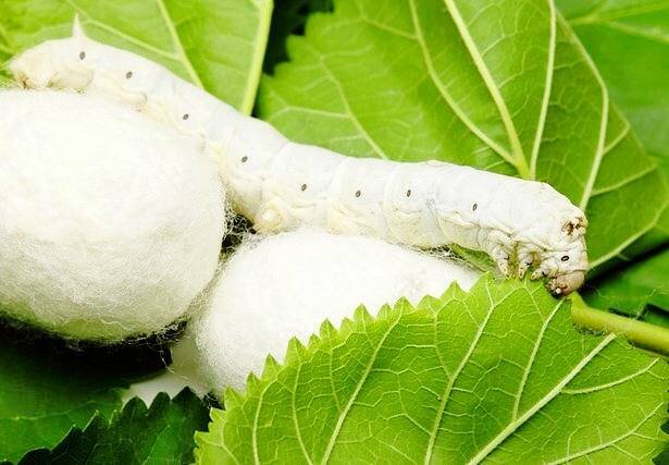 آغاز عملیات توزیع تخم نوغان در گلستان؛ هدف‌گذاری 8 هزار جعبه در استان