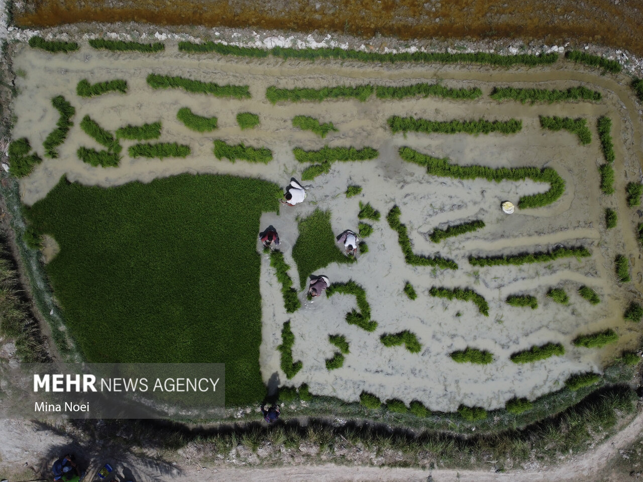 قیمت های دستوری برای مدیریت بازار برنج جواب نمی دهد