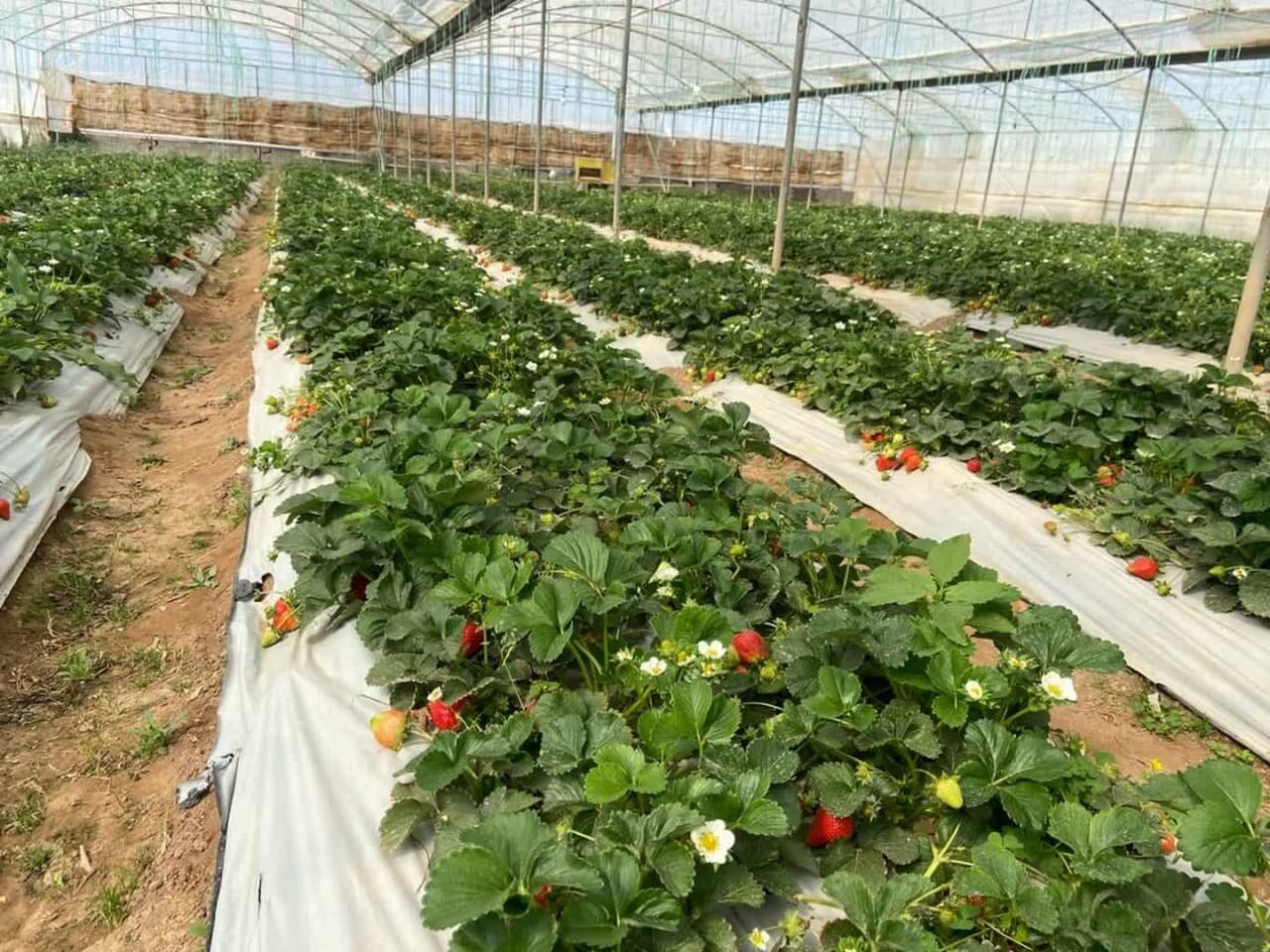 توت‌فرنگی رامیان جای شالی را گرفت