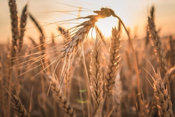 بیش از 140 هزار هکتار گندم و جو در گلستان از بین رفت