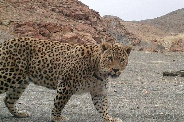 ثبت تصاویری از بز وحشی و پلنگ در جنگل سوادکوه