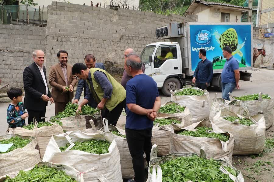 برداشت بیش از 300 تُن برگ سبز چای از باغات شفت