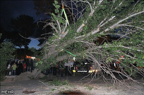 سقوط 13 درخت در رشت؛ تندباد خسارت جانی نداشت