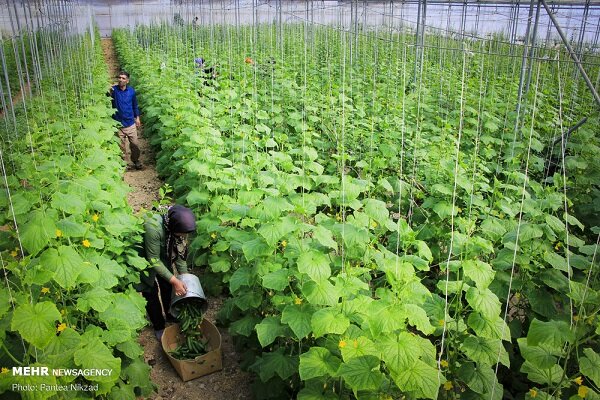 51 گلخانه سبزی در بابل فعال است