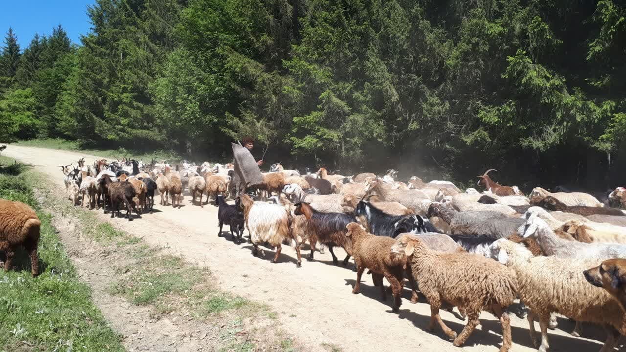 آیین سنتی قرق شکنی دامداران غرب مازندران برگزار شد