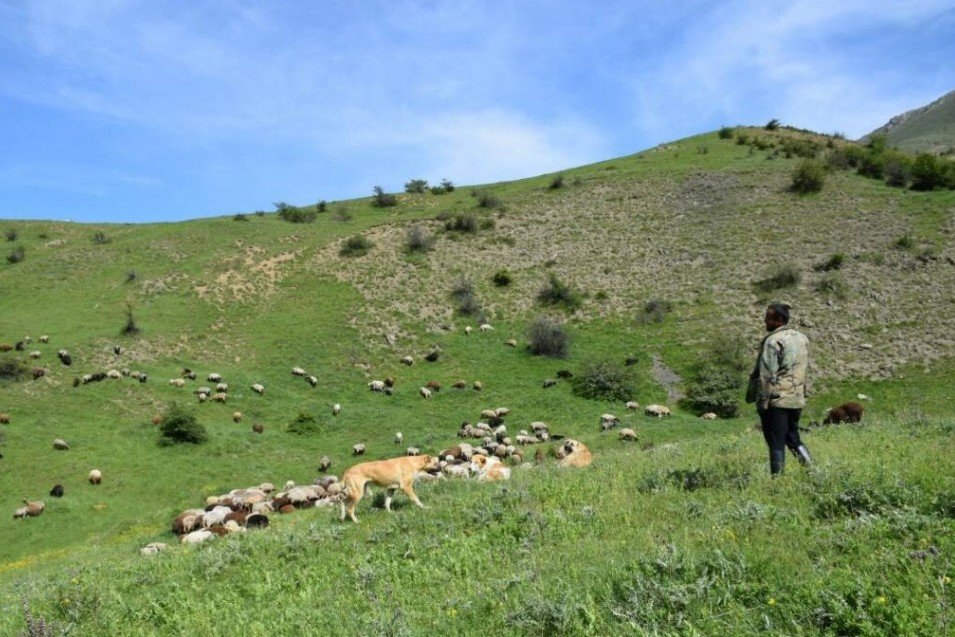 نیم درصد از مراتع کشور در مازندران وجود دارد