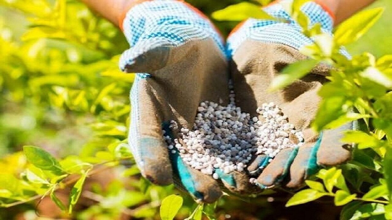 افزایش 22 هزار تنی توزیع کود شیمیایی در گلستان