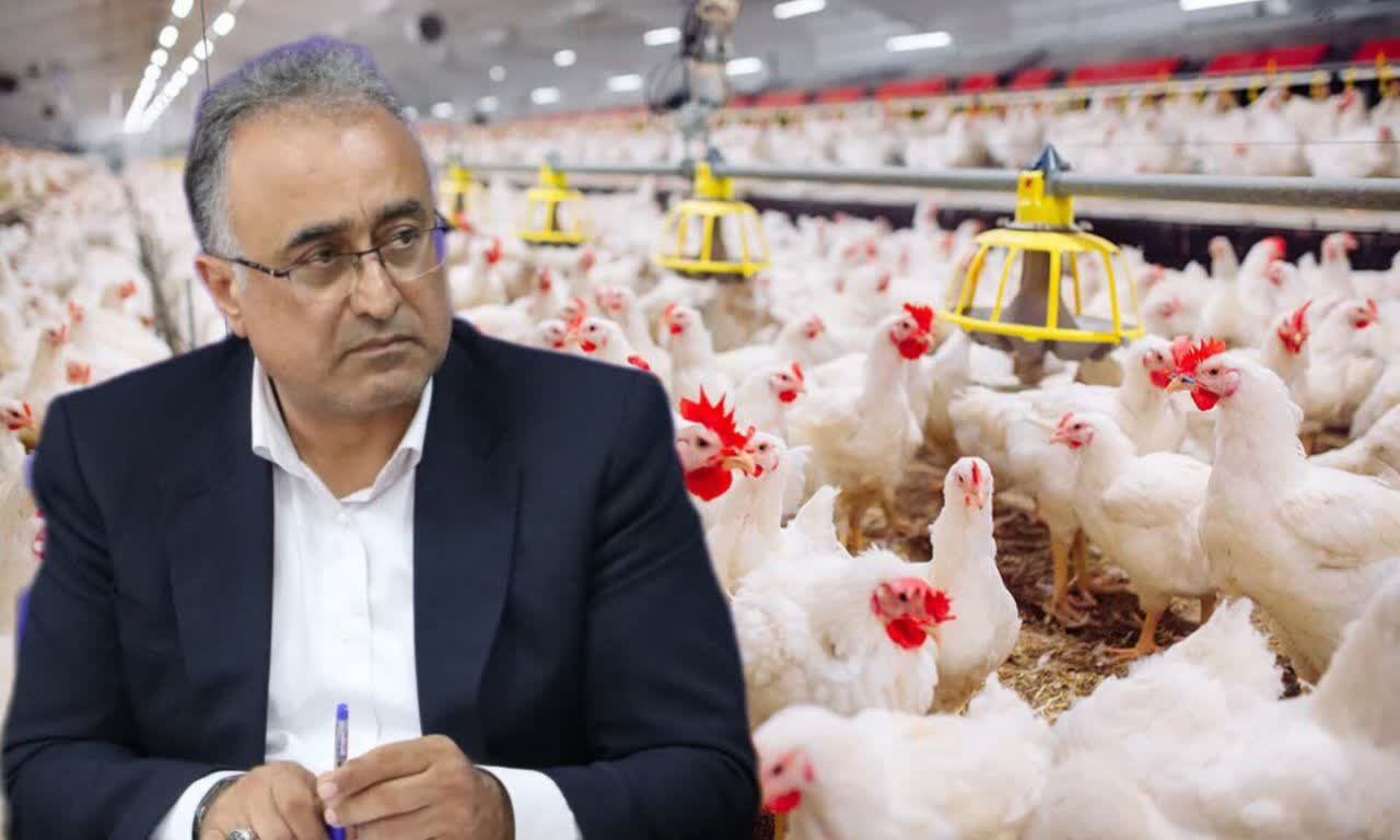 تولید روزانه 1000 تن گوشت مرغ در مازندران