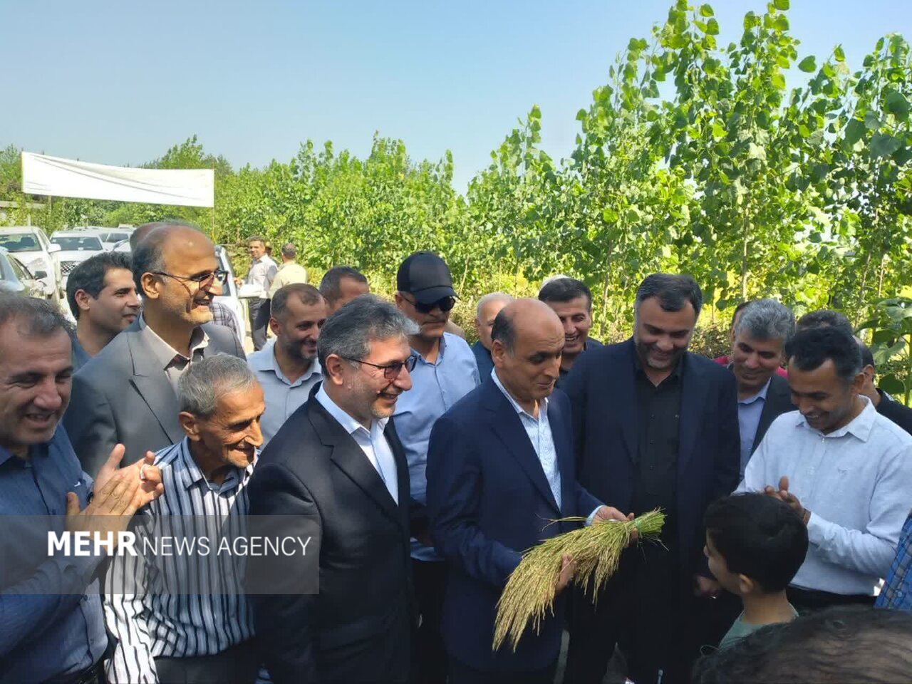 نخستین برداشت مکانیزه برنج سال جاری در صومعه‌سرا آغاز شد