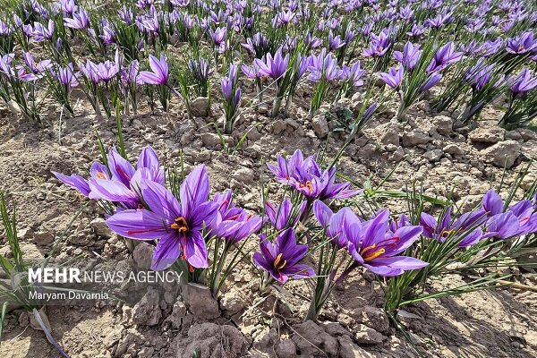 برداشت زعفران در آزادشهر آغاز شد؛ 500 هکتار زمین زیر کشت این محصول