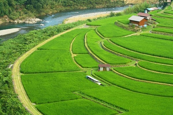 مازندران پیشتاز کشاورزی کشور؛ تولید برنج جهش یافت
