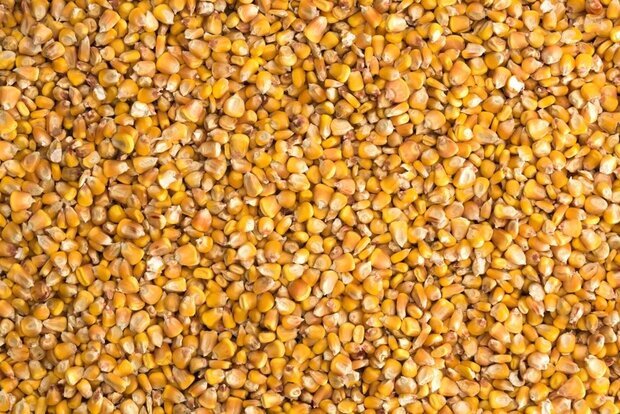 تامین 7 هزار تن ذرت کنجاله دوران جنگ در مازندران