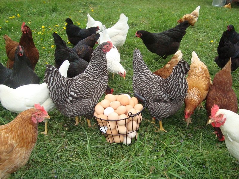 حمایت از 386 کسب‌وکار روستایی در گلستان با تسهیلات قرض‌الحسنه