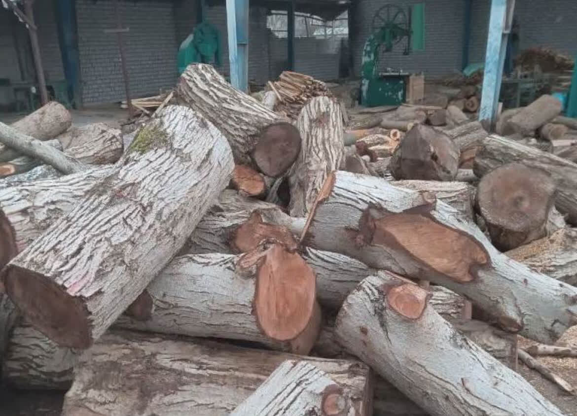 2 باند قاچاق چوب در گلوگاه و قائمشهر متلاشی شد