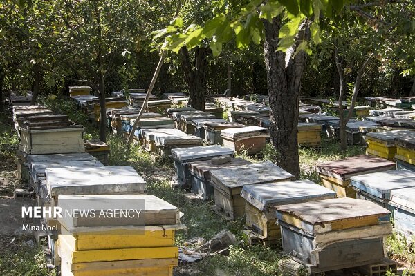 کام شیرین زنبورداران گلوگاه با تولید 45 تن عسل