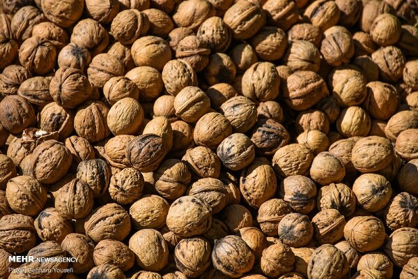 پیش‌بینی برداشت 1000 تن گردو از باغات چالوس