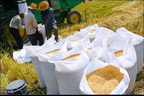 آغاز خرید شلتوک و برنج برای ذخایر استراتژیک در گلستان