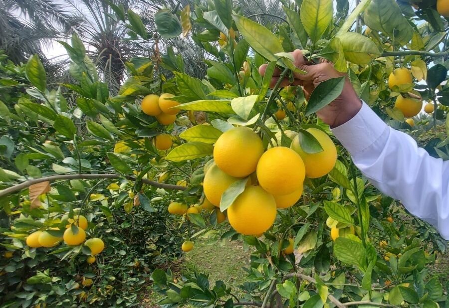 هزارتوی مرکبات از باغ تا بازار؛ ساز ناکوک صادرات