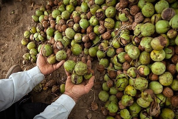 صادقی: باغات گردو در نور توسعه می یابد