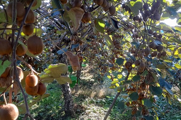 هادی زاده: 9700 تن گلابی و کیوی در آمل برداشت می شود