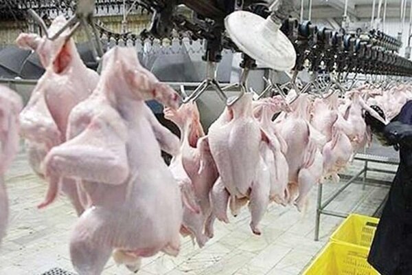 تولایی: 18 پرونده تخلف برای مرغداری و کشتارگاه در مازندران تشکیل شد