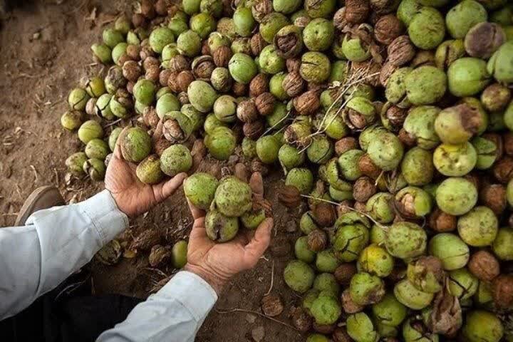 اینفوگرافی | برداشت 40 درصدی گردو در گیلان