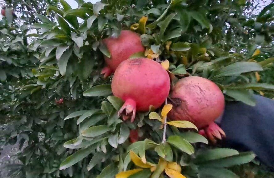آغاز برداشت دانه‌های یاقوتی انار در باغ‌های بهشهر