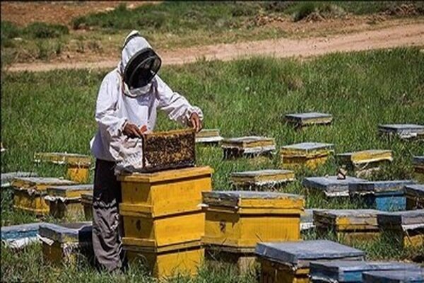 امیدپور: 80 تُن عسل از زنبورستان‌های لنگرود برداشت شد