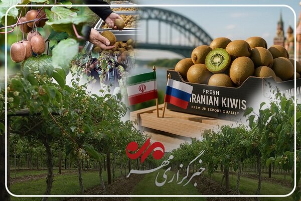 کیوی رودسر در مسیر دشوار رونق؛ باغداران چشم‌ انتظار حمایت دولت