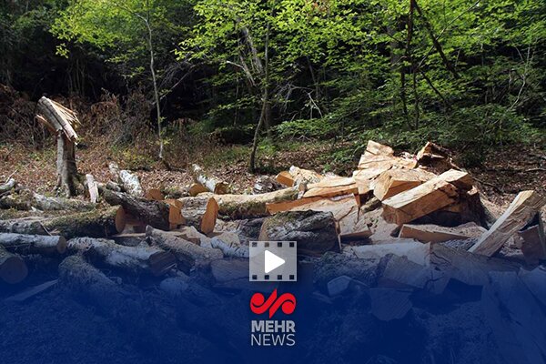 ماجرای ویدئوی قطع درختان در چمستان چه بود؟