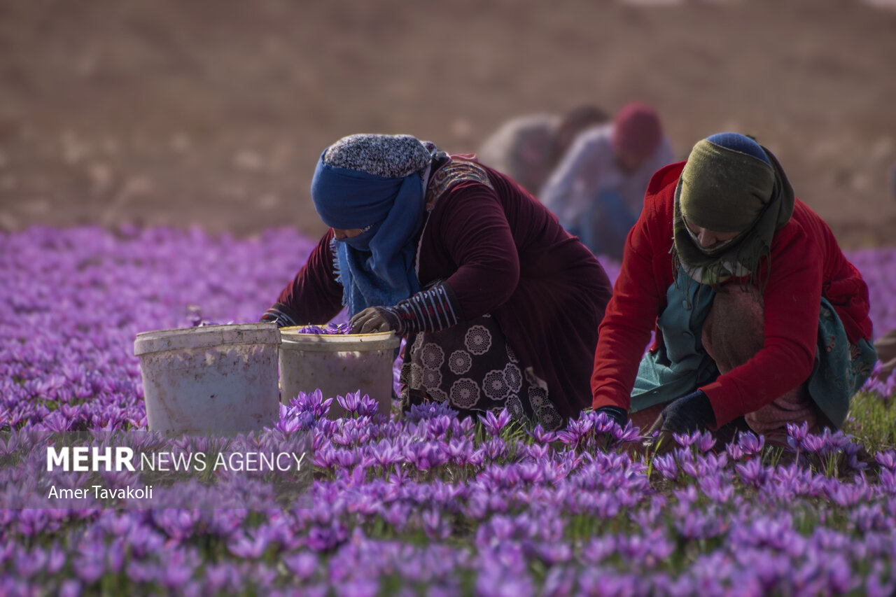 رونق طلای سرخ در مازندران؛ برداشت زعفران شروع شد