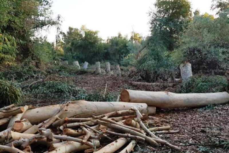 لحظه دستگیری متخلف قطع درختان جنگلی در آمل