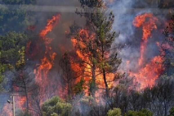 عالیشاه: تحقیقات علت آتش سوزی جنگل الیت ادامه دارد