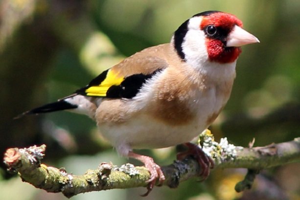 بازگشت 50 قطعه سهره طلایی و چکاوک به زیستگاه های آستارا