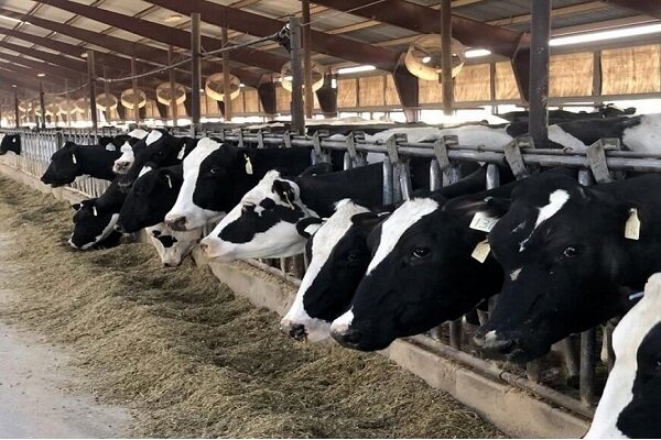 811 طرح پرواربندی دام در مازندران به بانک‌ معرفی شده است