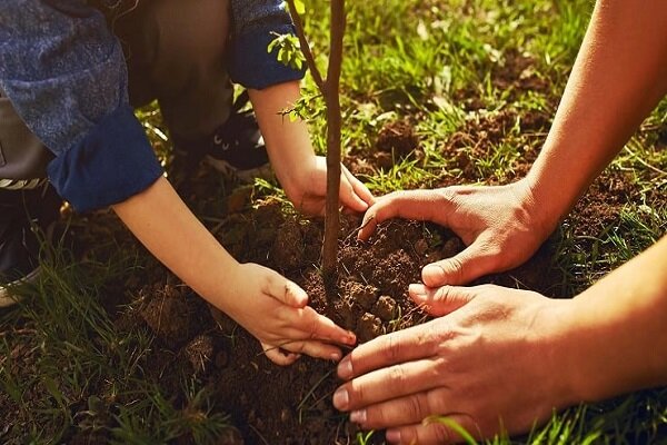 اینفوگرافیک؛ احیای جنگل در ساحل مازندران