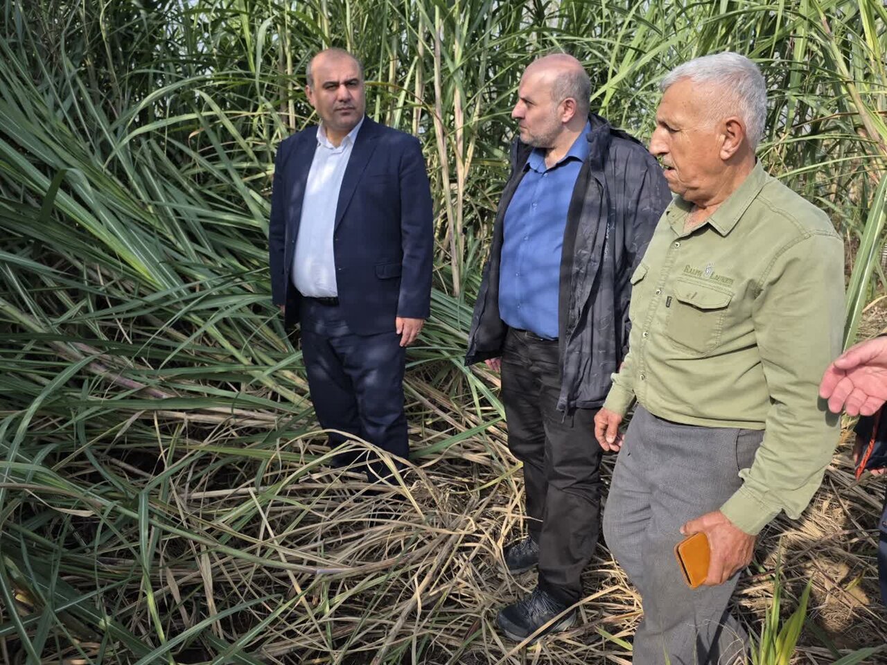 گلشن: لنگرود دارای 7 هکتار سطح زیرکشت نیشکر است