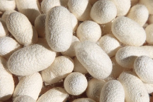 اینفوگرافیک؛ تولید 406 تُن پیله تر ابریشم در گیلان