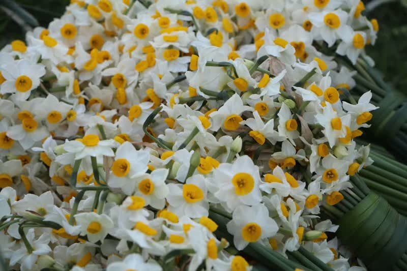 هشتمین جشنواره ملی گل نرگس در جویبار برپا شد